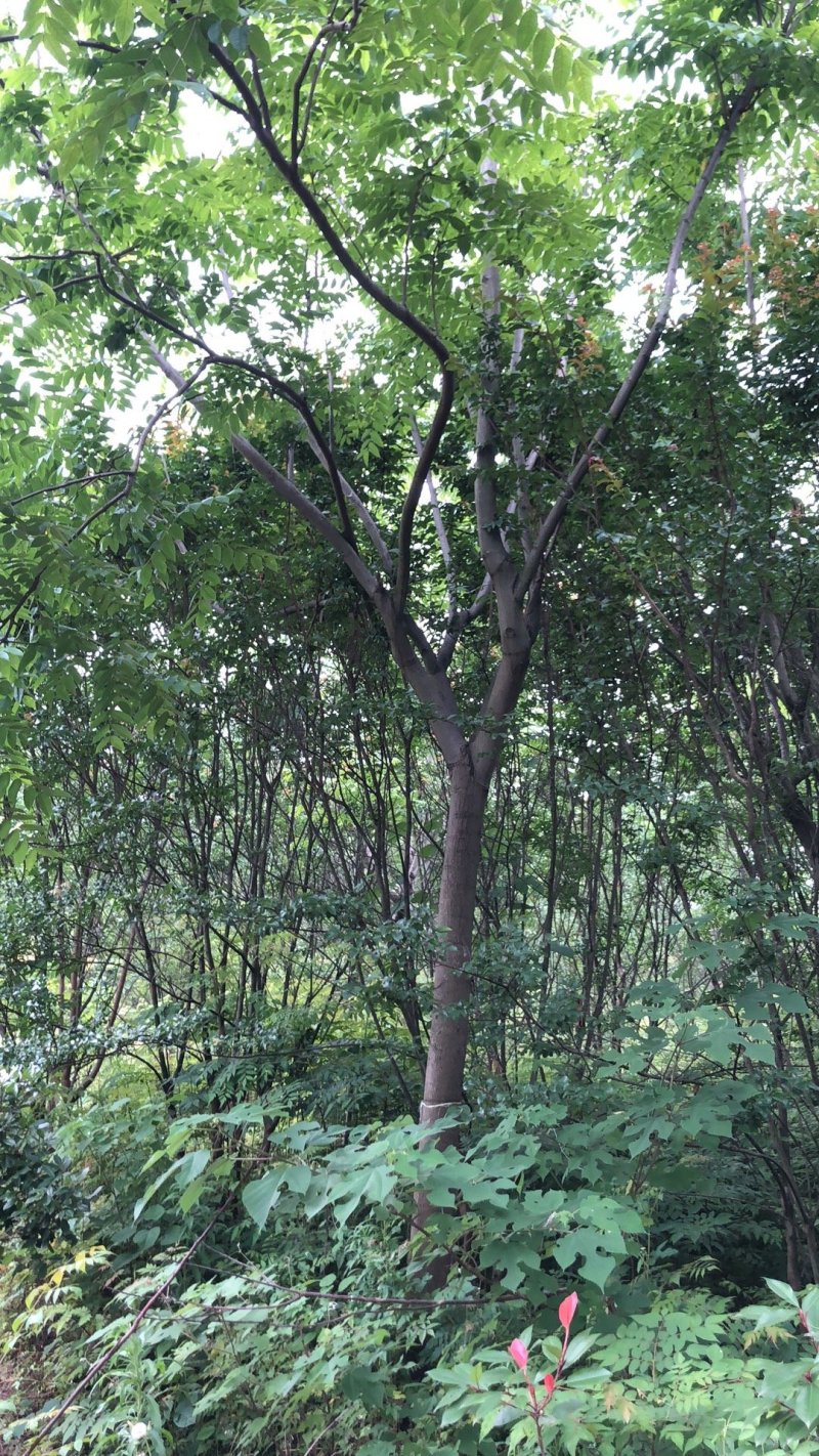大量栾树18-20公分