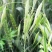 批发牧草种子高产燕麦草种子燕麦牧草种子耐寒耐旱