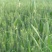 批发牧草种子高产燕麦草种子燕麦牧草种子耐寒耐旱