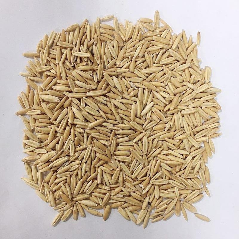 批发牧草种子高产燕麦草种子燕麦牧草种子耐寒耐旱