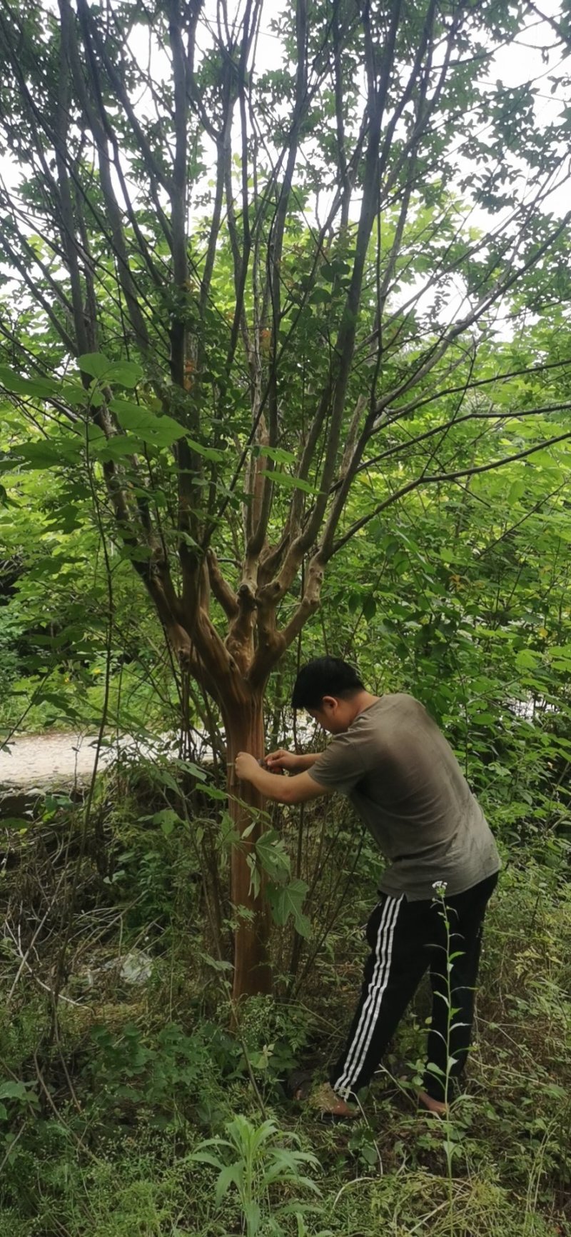 8-12公分紫薇