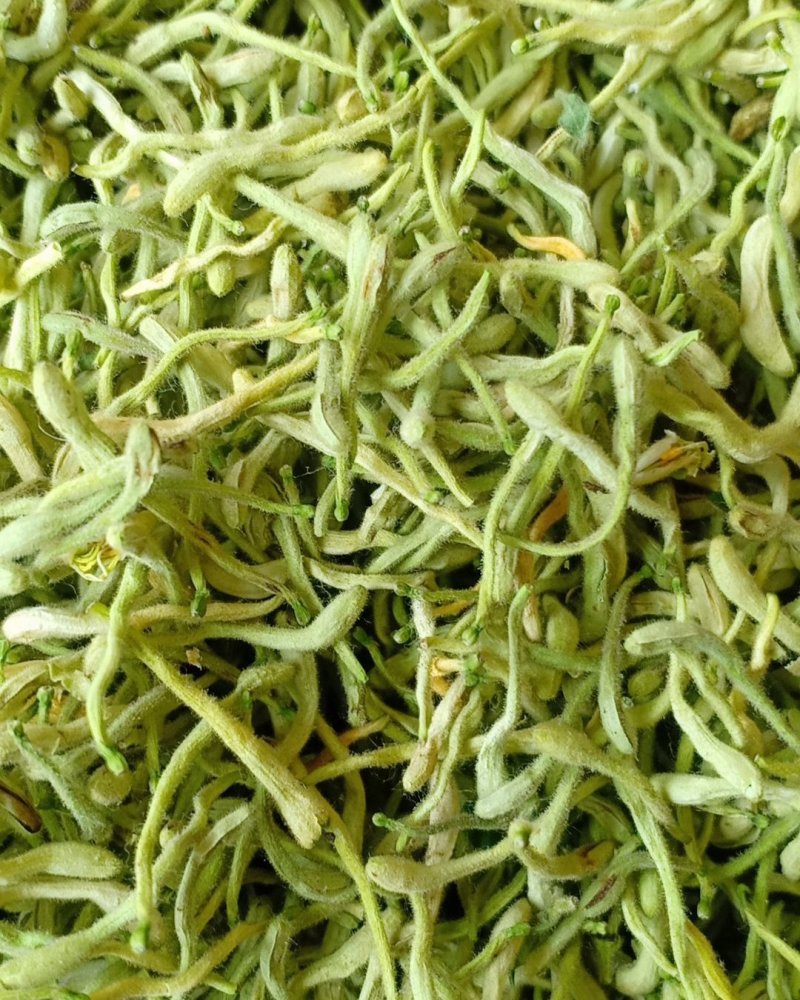 青货金银花，沂蒙山山区里的优质金银花，批发零售，产地直发
