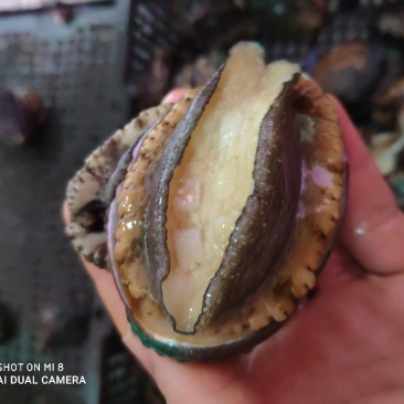 鲜活大鲍鱼，产地直供，支持线上交易