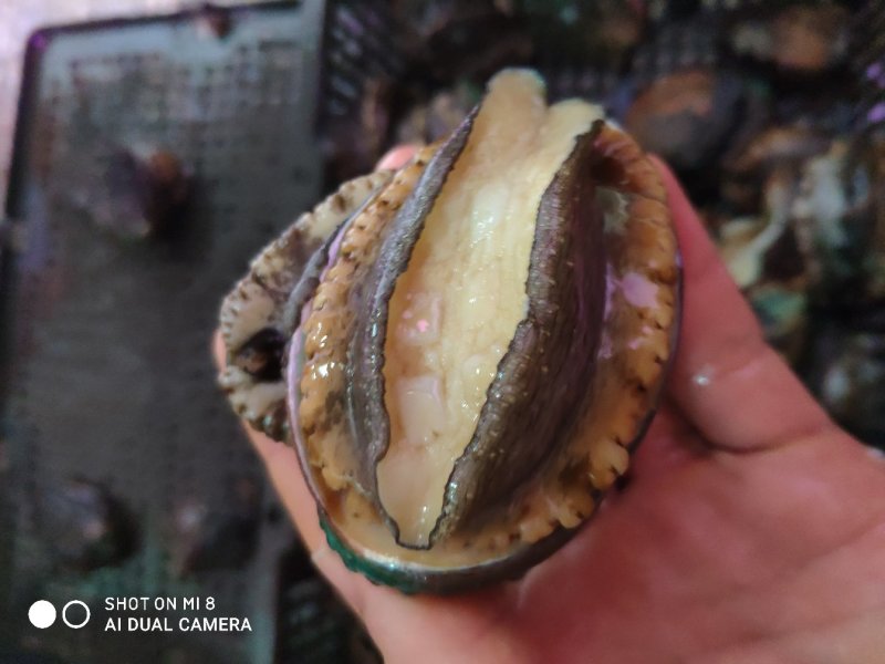 鲜活大鲍鱼，产地直供，支持线上交易