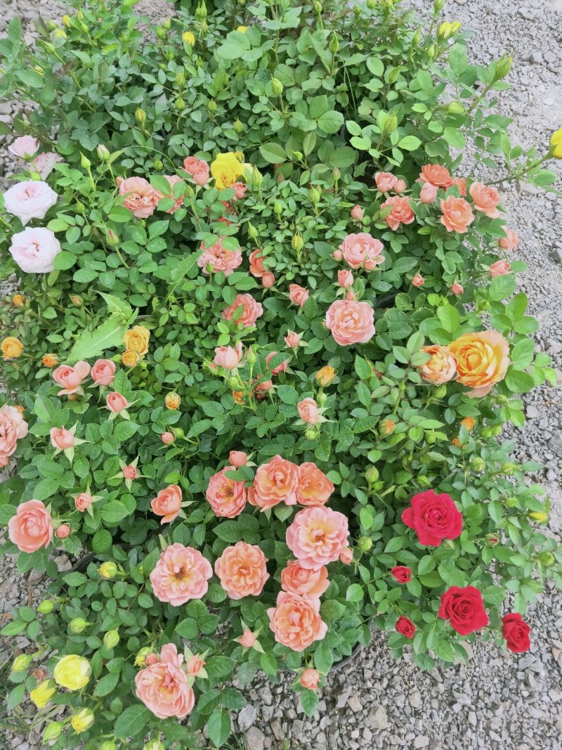 欧月玫瑰，工程苗，货多价优，常年有货