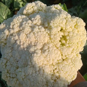 山西新鲜有机花菜松花菜产地批发大量上市价格从优
