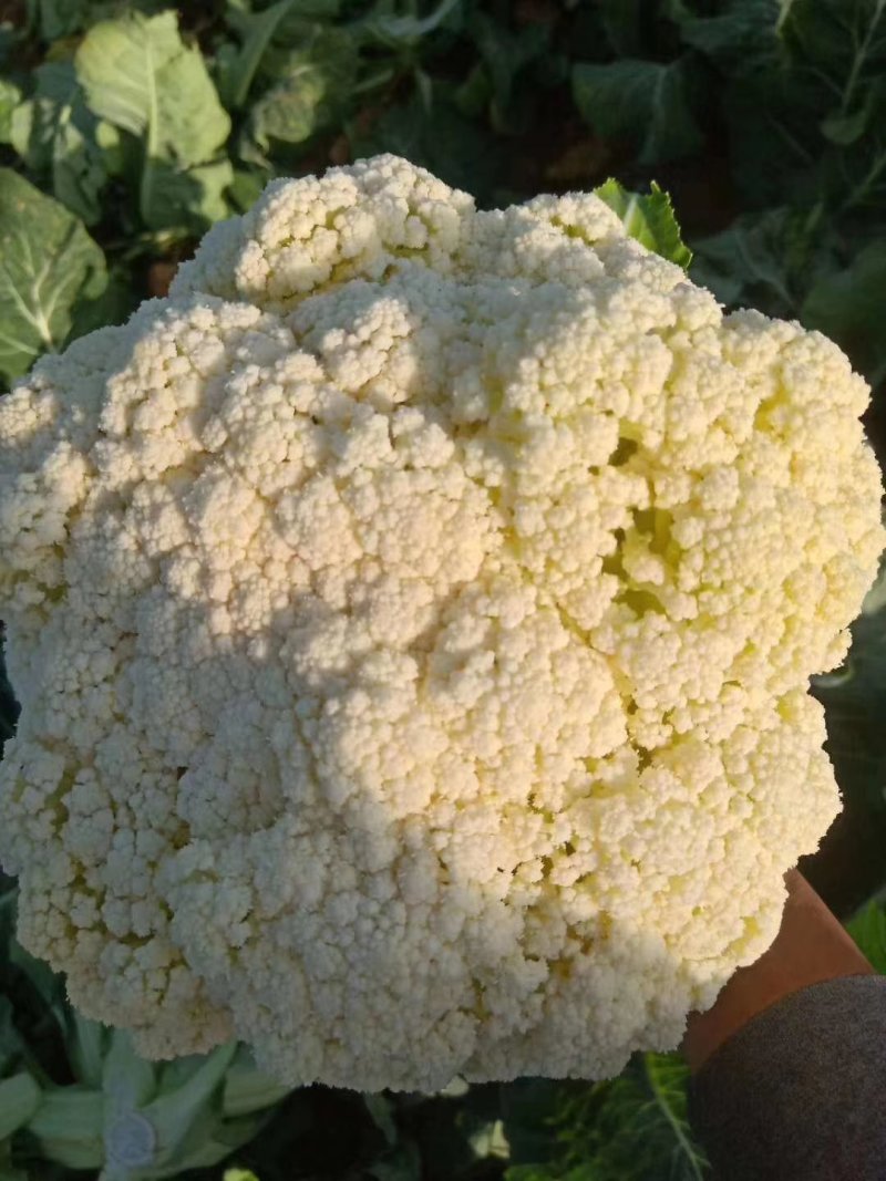 山西新鲜有机花菜松花菜产地批发大量上市价格从优