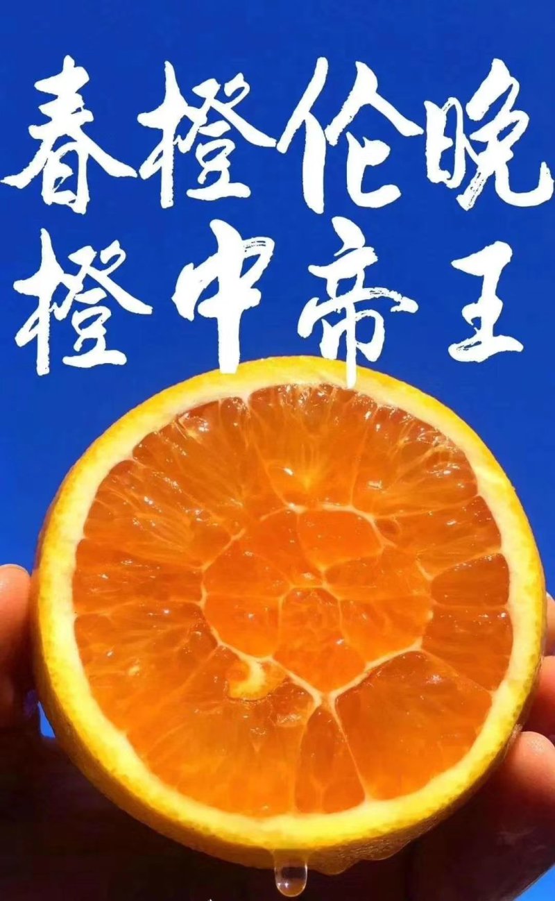 秭归伦晚脐橙(原产地）大量供应水分充足果皮干净代发全国