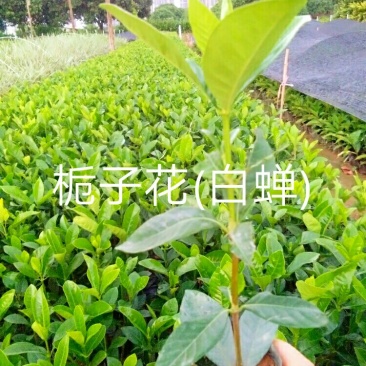 绿化装苗5一7斤袋栀子花