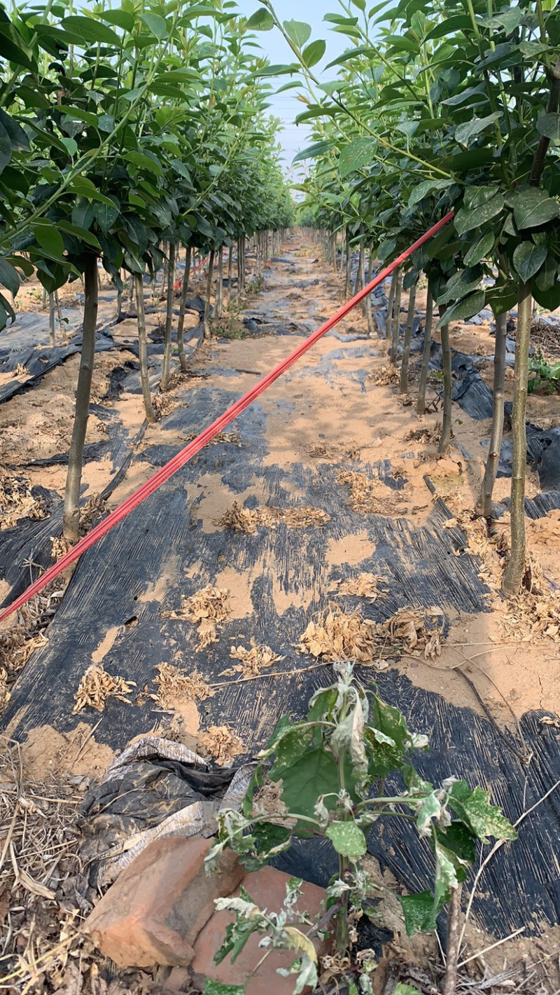 梨树苗，皇冠梨，黄金梨，红香酥，绿香酥，雪梨，水晶等