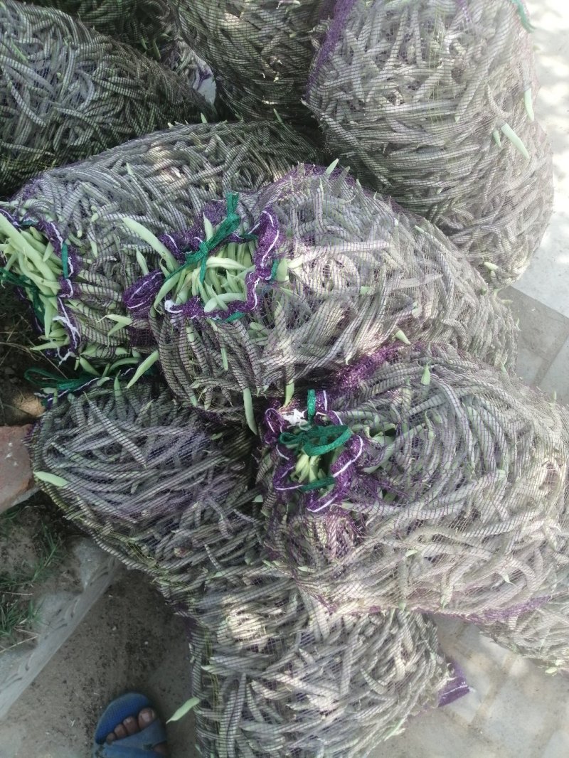 本地四季豆和白不老豆子大量上市了质量好颜色好无虫条形好