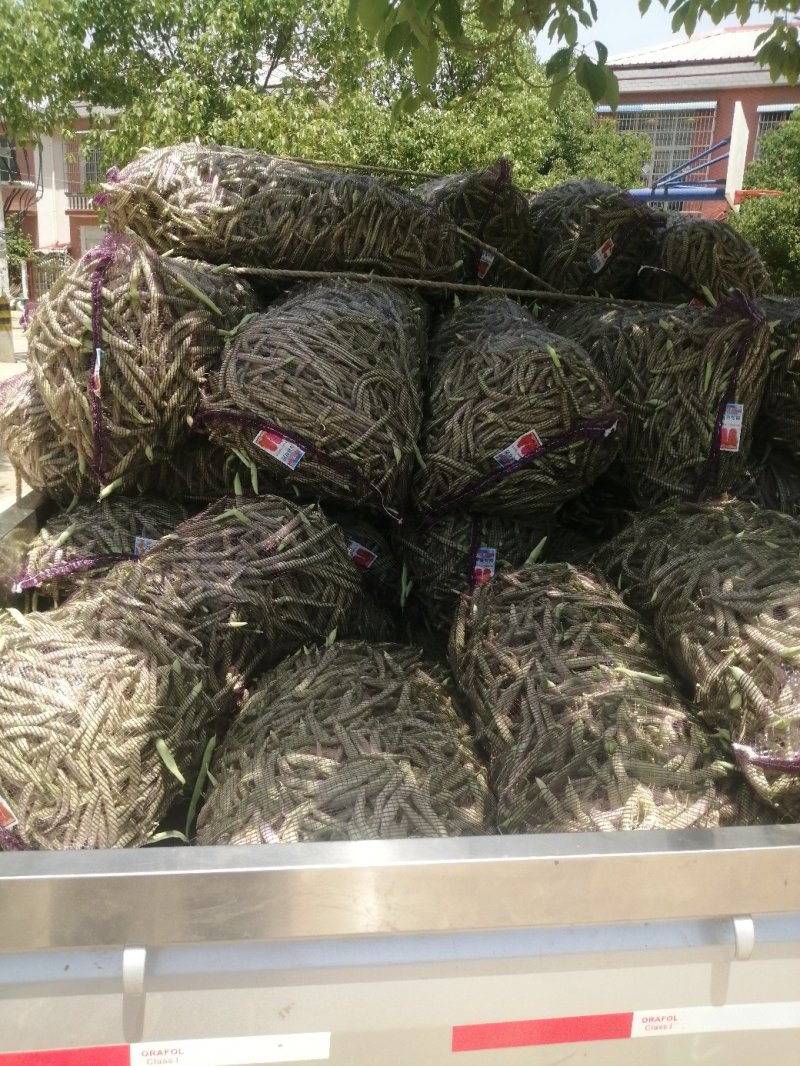 本地四季豆和白不老豆子大量上市了质量好颜色好无虫条形好