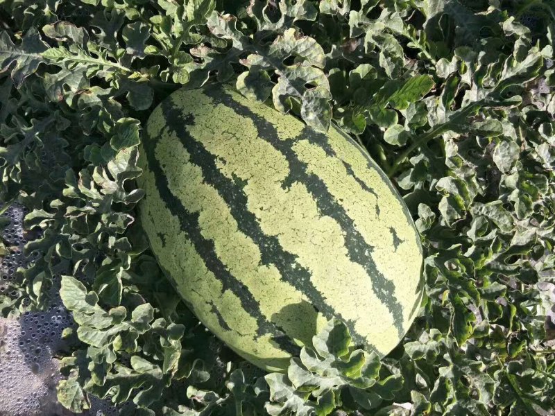 直播苗无籽金城5号西瓜上市了，个均匀，甜度好，皮毛白