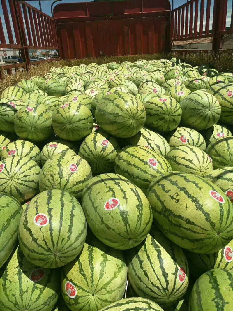 直播苗无籽金城5号西瓜上市了，个均匀，甜度好，皮毛白