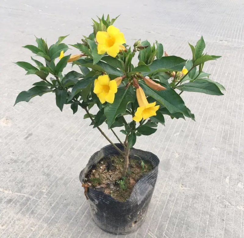 黄蝉花苗阳台庭院盆栽黄婵硬枝黄婵软枝黄蝉夏秋