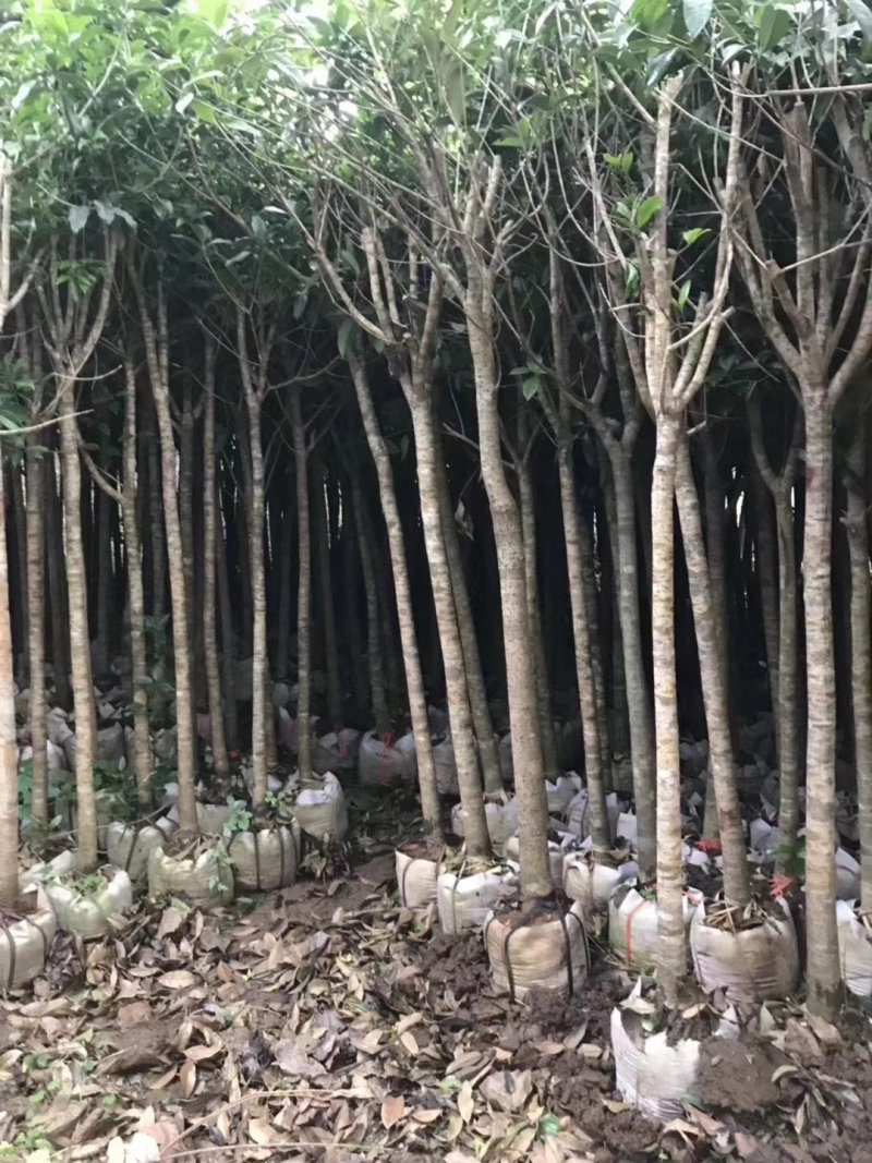 桂花树袋苗3公分4公分5公分6公分供应，需要时联系