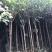 桂花树袋苗3公分4公分5公分6公分供应，需要时联系