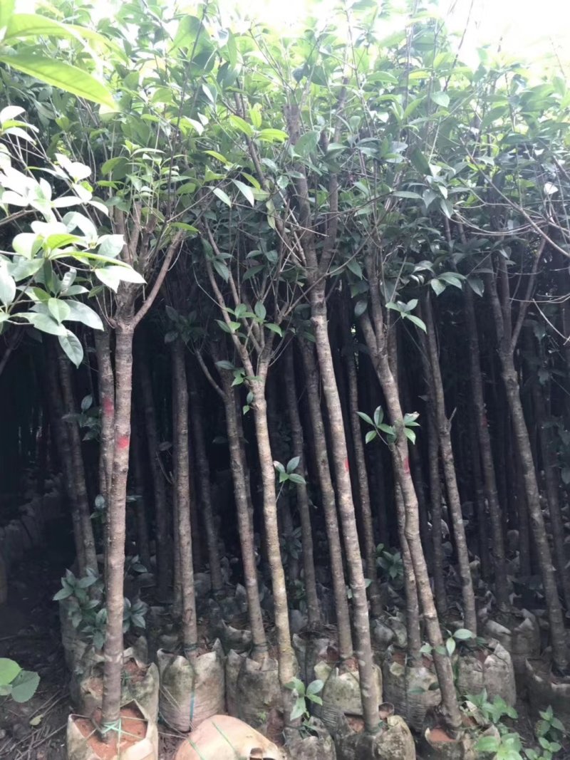 桂花树袋苗3公分4公分5公分6公分供应，需要时联系