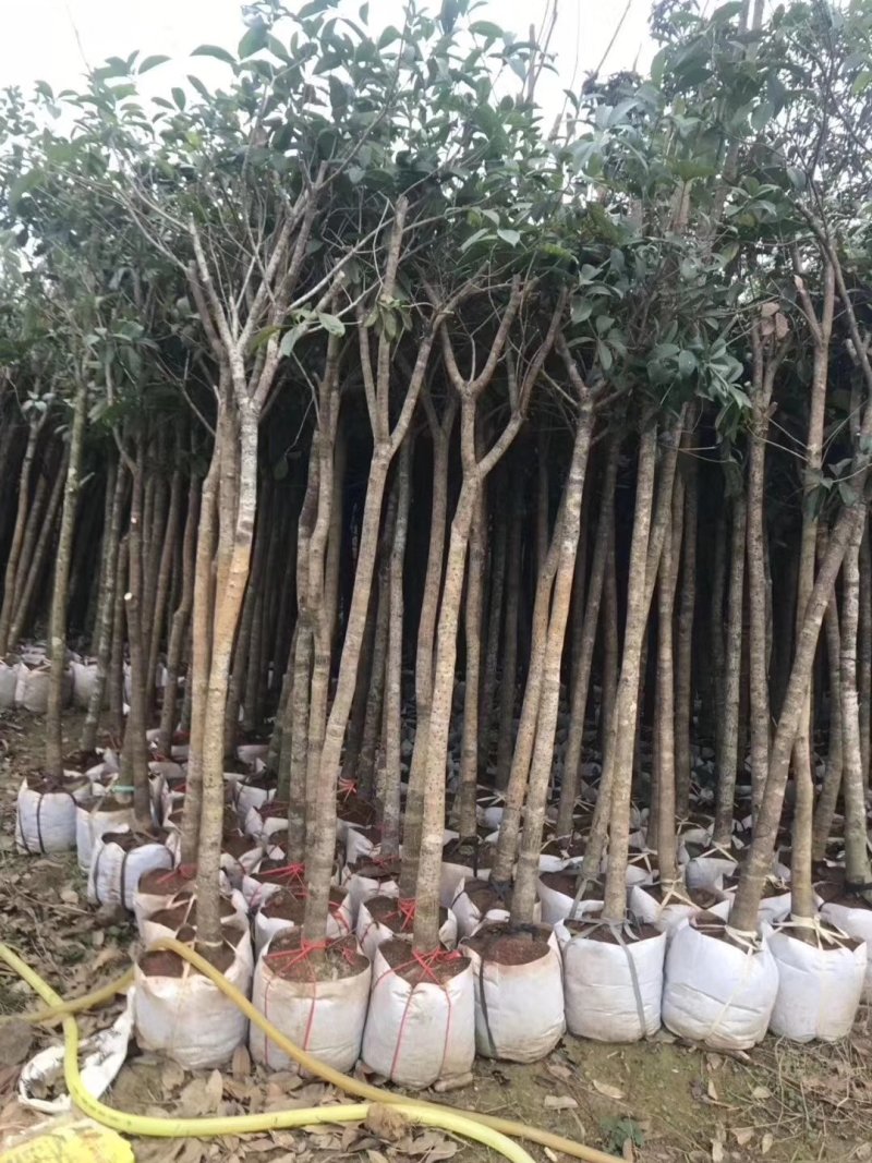 桂花树袋苗3公分4公分5公分6公分供应，需要时联系