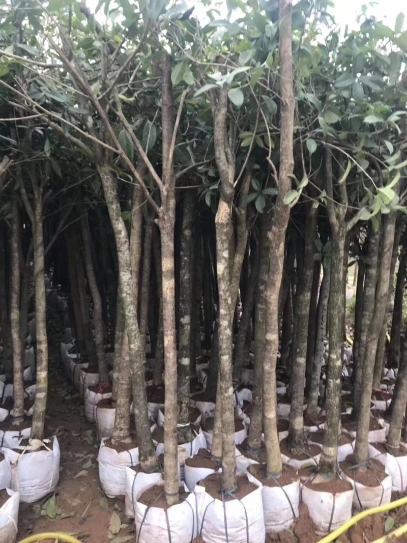 桂花树袋苗3公分4公分5公分6公分供应，需要时联系