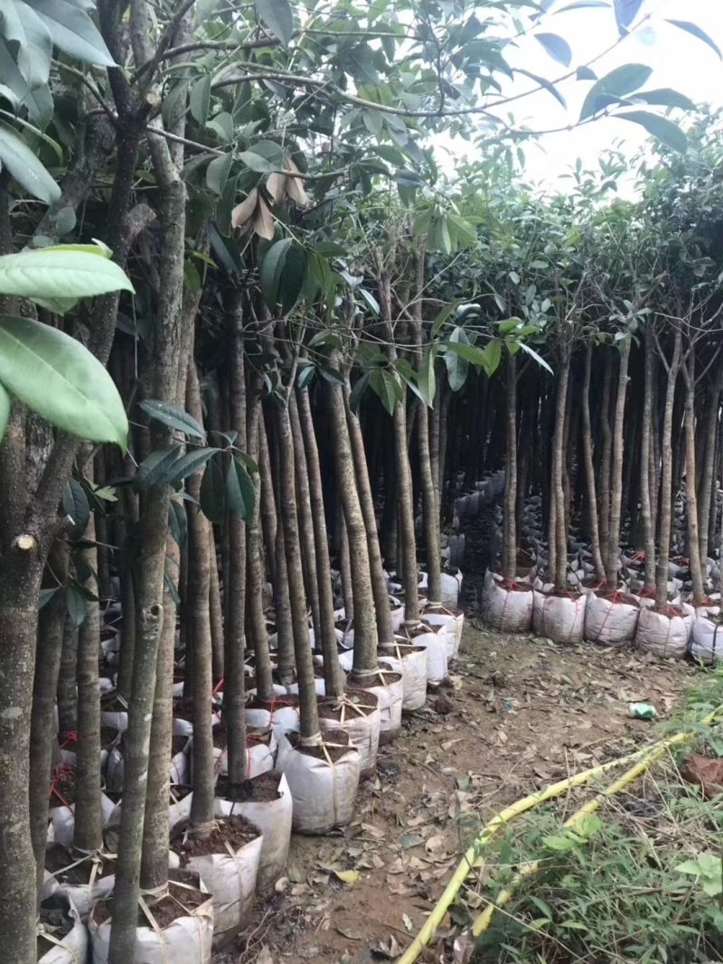 桂花树袋苗3公分4公分5公分6公分供应，需要时联系