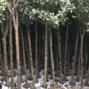 桂花树袋苗3公分4公分5公分6公分供应，需要时联系