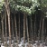 桂花树袋苗3公分4公分5公分6公分供应，需要时联系