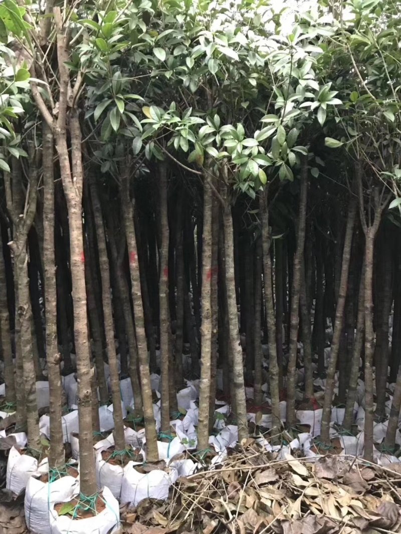 桂花树袋苗3公分4公分5公分6公分供应，需要时联系