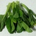 四季菜心，粗条，油绿，耐热，四季可播种，早熟品种，