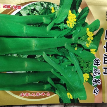 四季菜心，粗条，油绿，耐热，四季可播种，早熟品种，