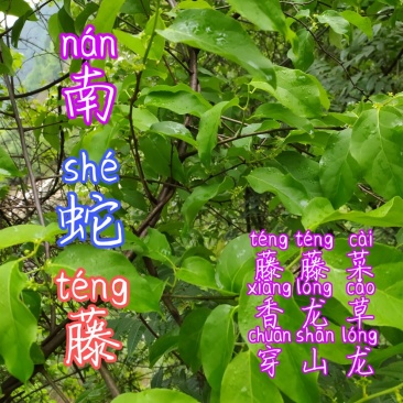 贵州古夜郎野生中药材南蛇藤老家这边叫做藤藤菜可食用