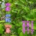 贵州古夜郎野生中药材南蛇藤老家这边叫做藤藤菜可食用