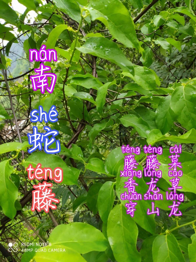 贵州古夜郎野生中药材南蛇藤老家这边叫做藤藤菜可食用