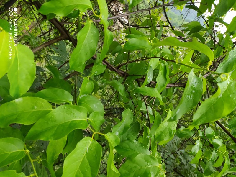 贵州古夜郎野生中药材南蛇藤老家这边叫做藤藤菜可食用
