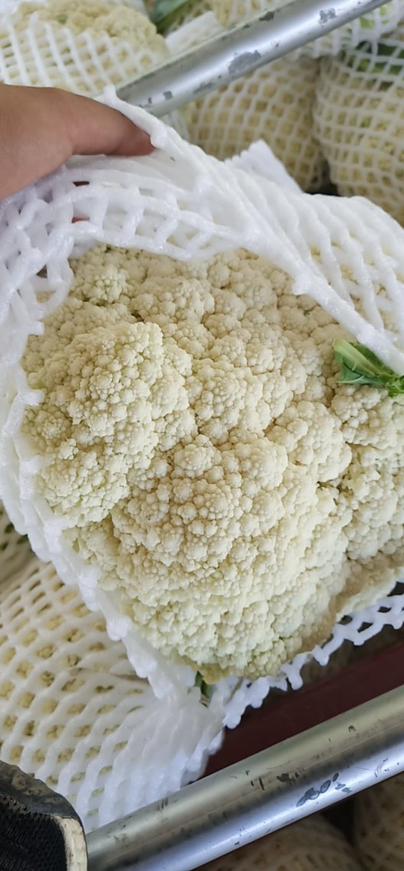 精品散花松花菜产地直销质量保证量大从优合作共赢