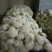 精品散花松花菜产地直销质量保证量大从优合作共赢