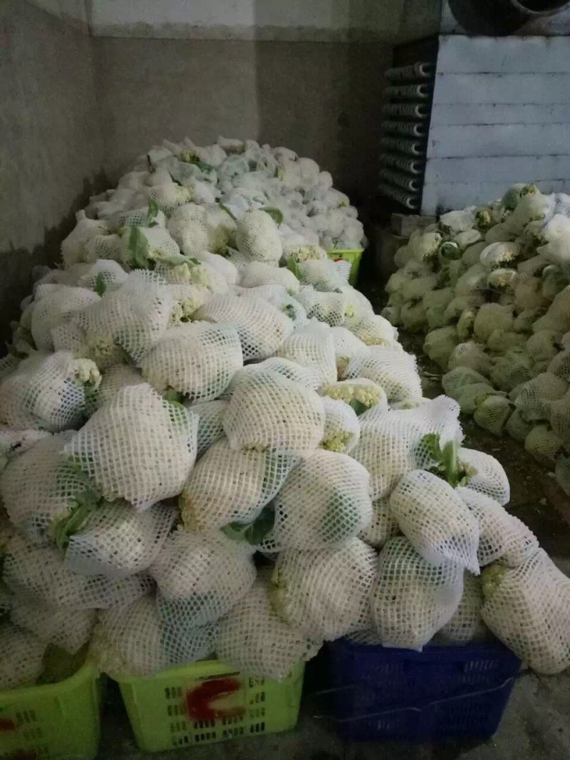 精品散花松花菜产地直销质量保证量大从优合作共赢