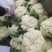 精品散花松花菜产地直销质量保证量大从优合作共赢
