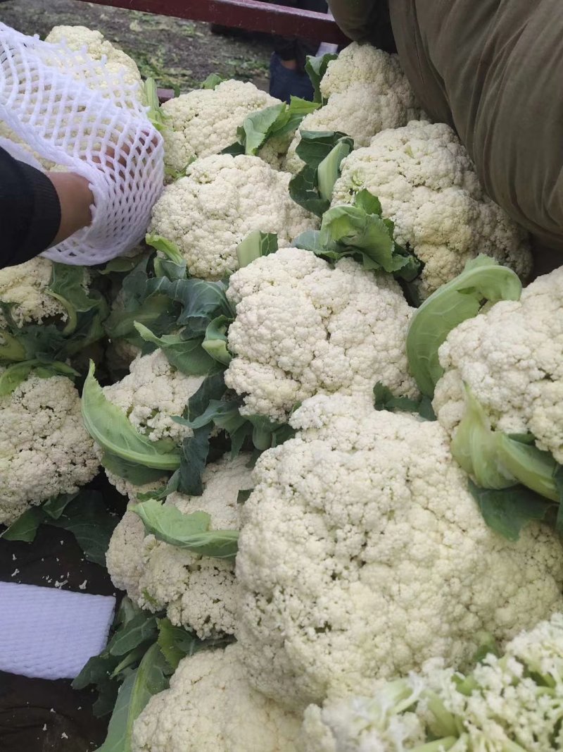 精品散花松花菜产地直销质量保证量大从优合作共赢
