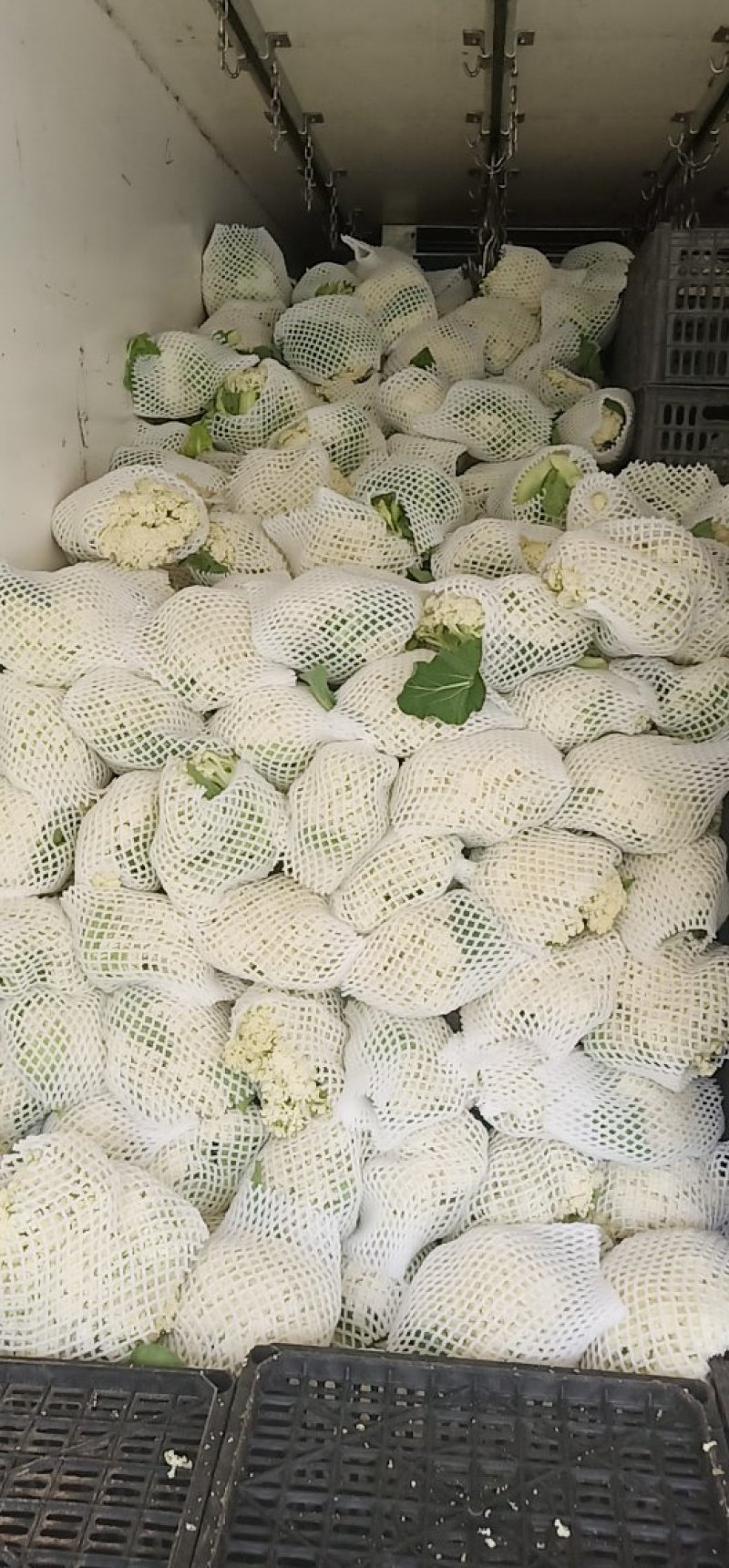 精品散花松花菜产地直销质量保证量大从优合作共赢