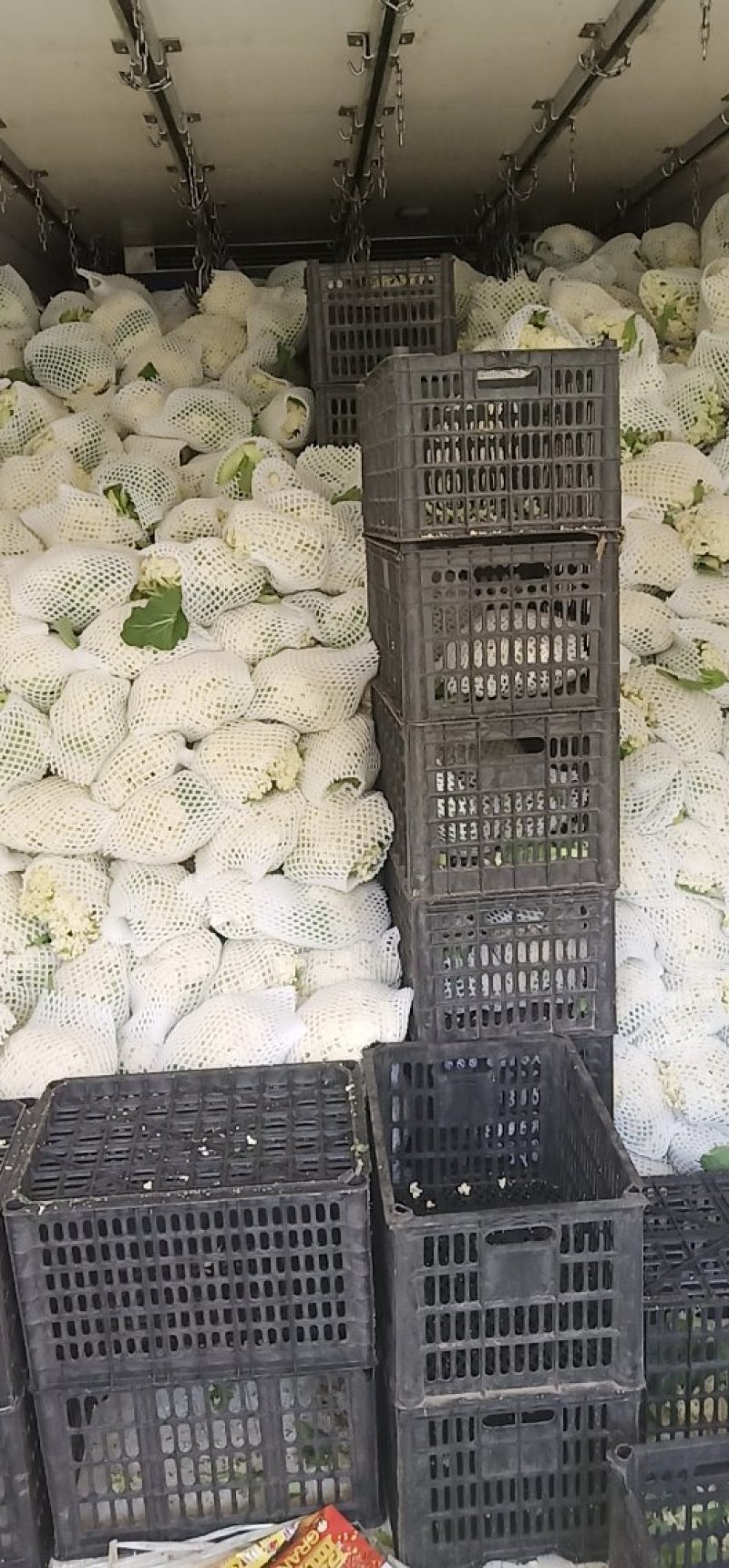 精品散花松花菜产地直销质量保证量大从优合作共赢