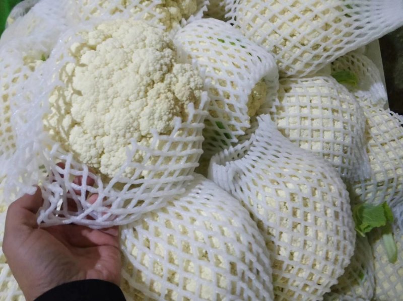 精品散花松花菜产地直销质量保证量大从优合作共赢