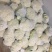 精品散花松花菜产地直销质量保证量大从优合作共赢
