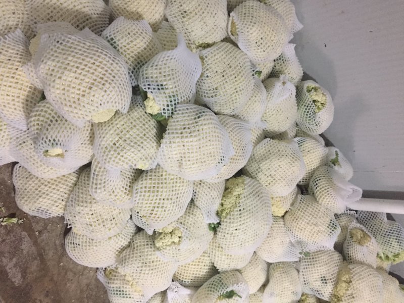 精品散花松花菜产地直销质量保证量大从优合作共赢
