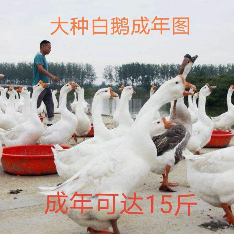 鹅苗，常年供应，狮头鹅，灰雁鹅肉鹅，杂交鹅，三花鹅，等