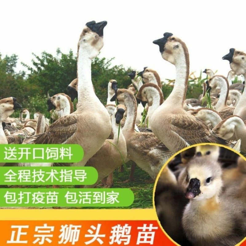 鹅苗，常年供应，狮头鹅，灰雁鹅肉鹅，杂交鹅，三花鹅，等