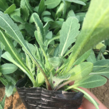 黑心菊金鸡菊天人菊松果菊蛇鞭菊