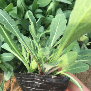 黑心菊金鸡菊天人菊松果菊蛇鞭菊