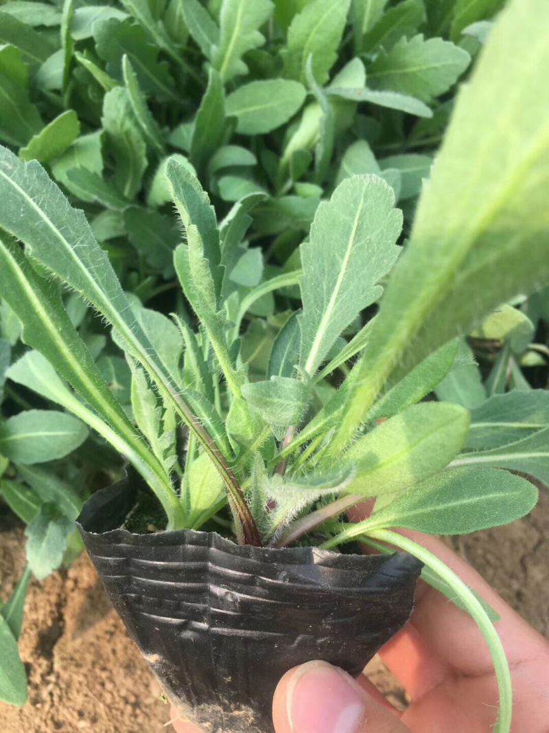 黑心菊金鸡菊天人菊松果菊蛇鞭菊