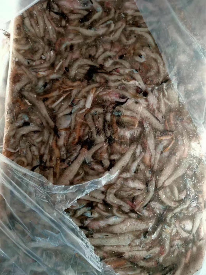 饲料鱼稻田蟹，大闸蟹专用